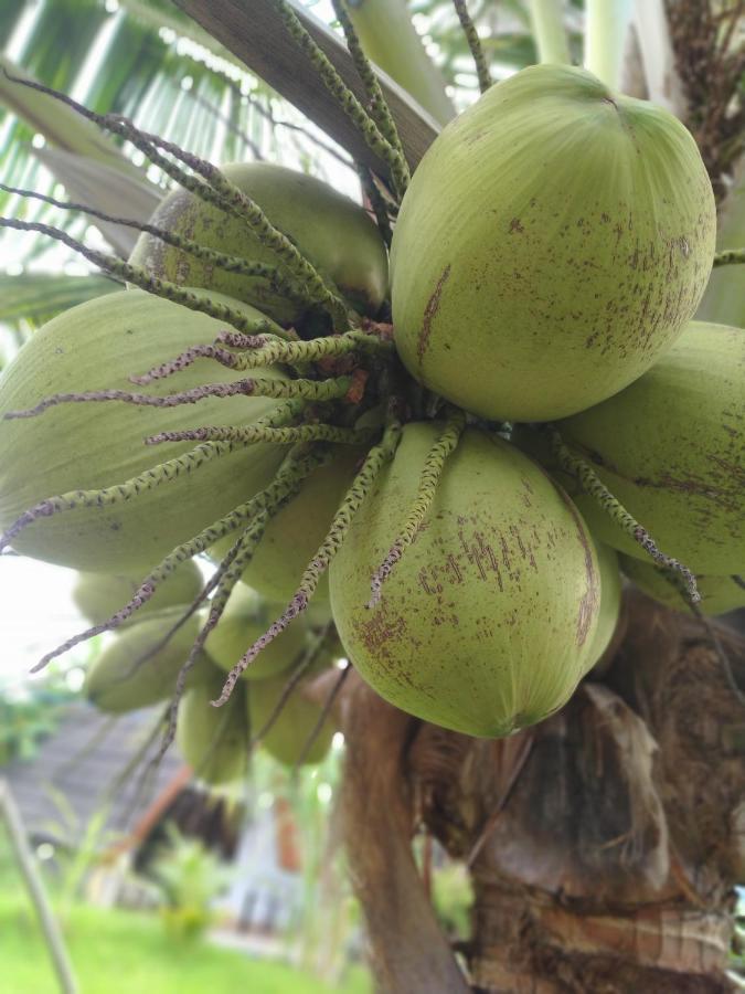 Отель Coconut Гили-Мено Экстерьер фото